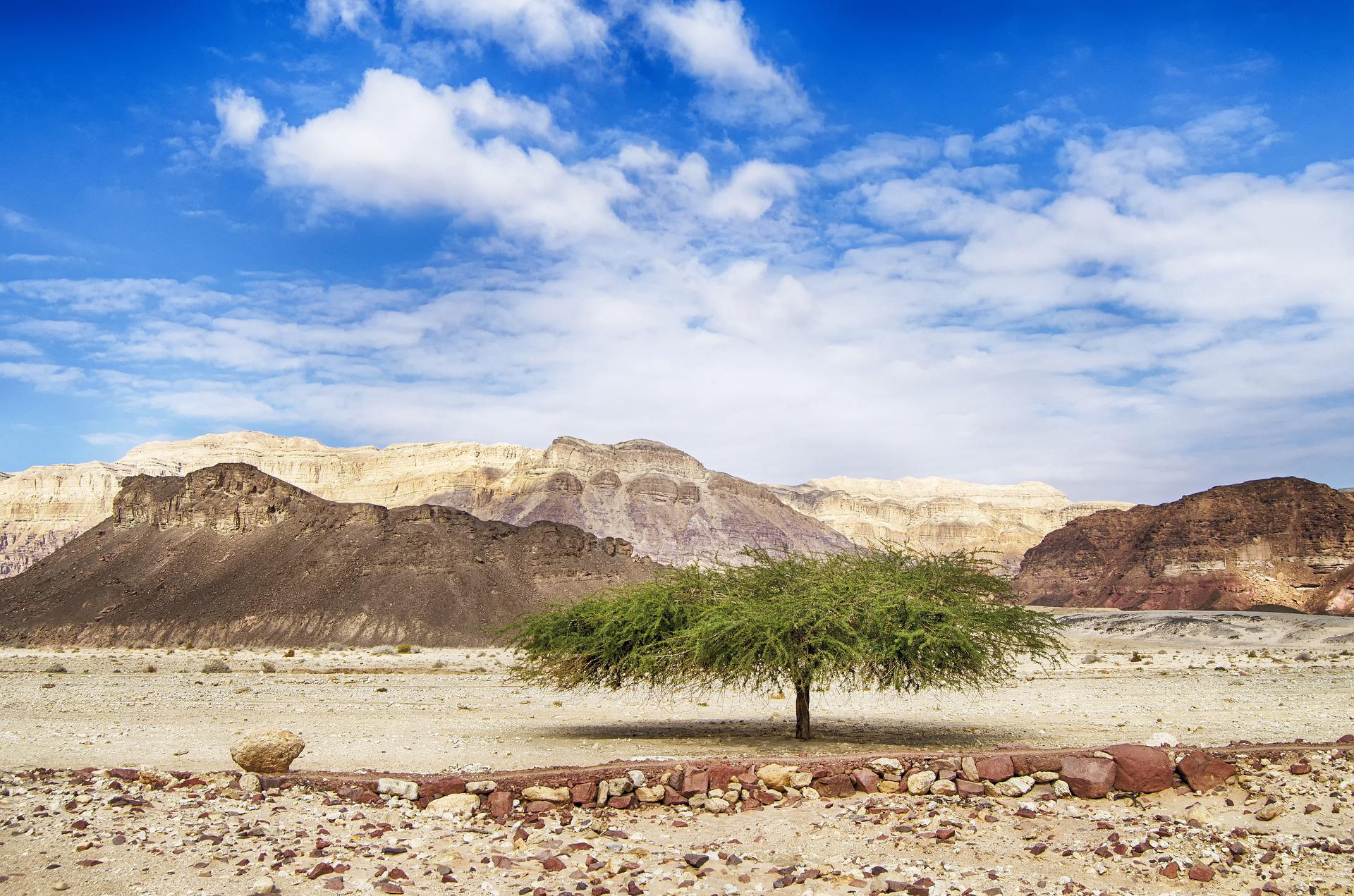 Experience Delicious Wines and Olive Oils during Israel’s Harvest Season