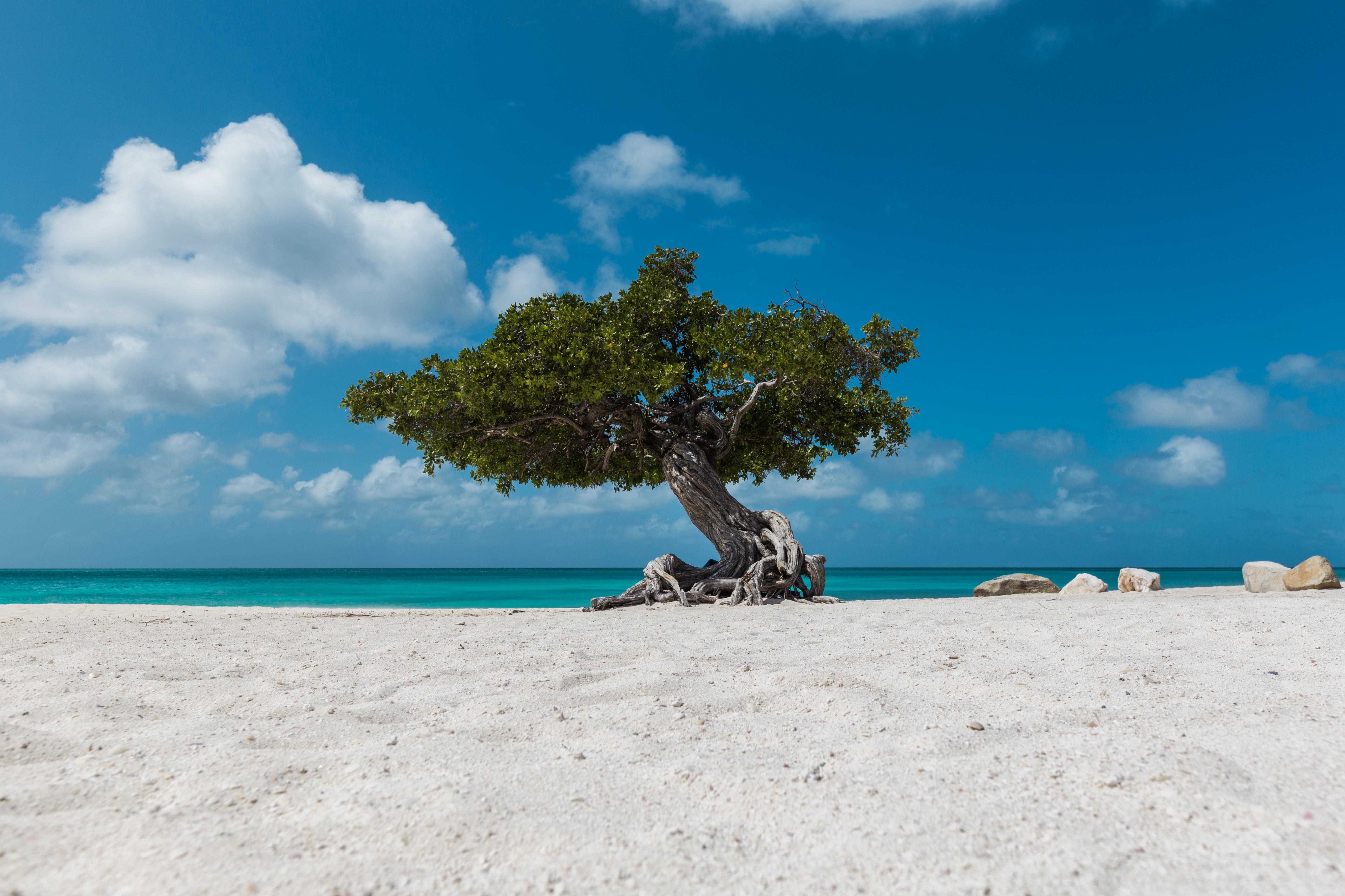 Escape to Aruba with Limited-Time Black Friday Deals