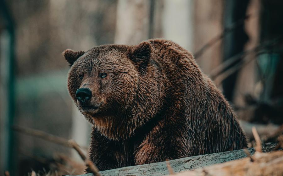 Alaskan Brown Bears at Risk Amid Hunting and Oil Drilling