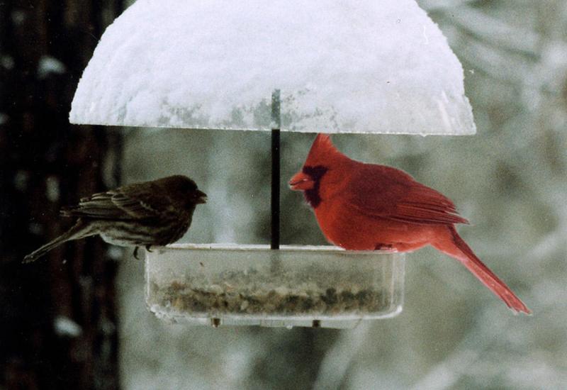 To Feed or Not to Feed the Birds in Cold Weather