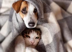 Flower Essence Remedy Saves Your Pet From Summer Stress