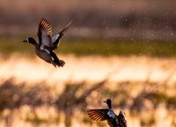 Duck, Duck, Goose! Restored Wetlands Thriving