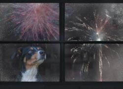 Fireworks Pet Safety: Helping Dogs and Cats Stay Calm This Summer